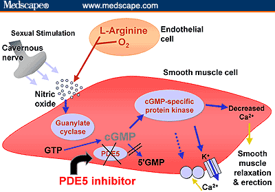 ... inhibitors increase the physiologic response to sexual stimulation