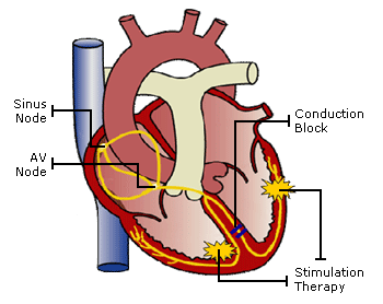 coronary veins diagram
