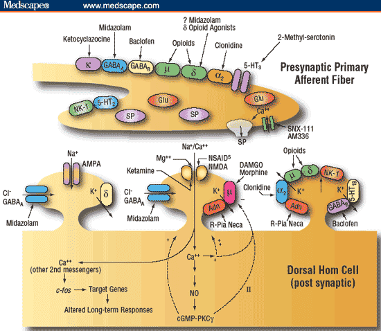 Postsynaptic Receptor