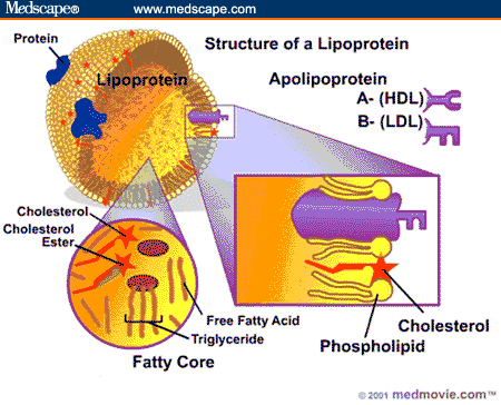 Apolipoproteins B; Apo-B