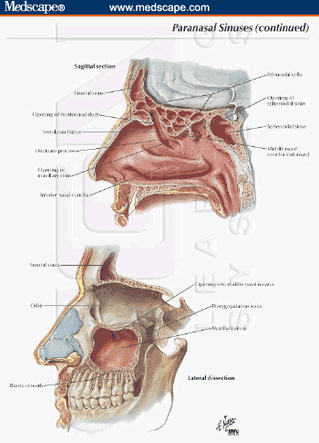 Ethmoid Sinuses