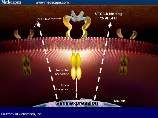 Bruch Membrane