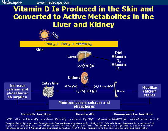 Active Vitamin D