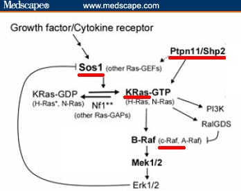 The Ras MAP kinase pathway. (Adapted from reference 19.)