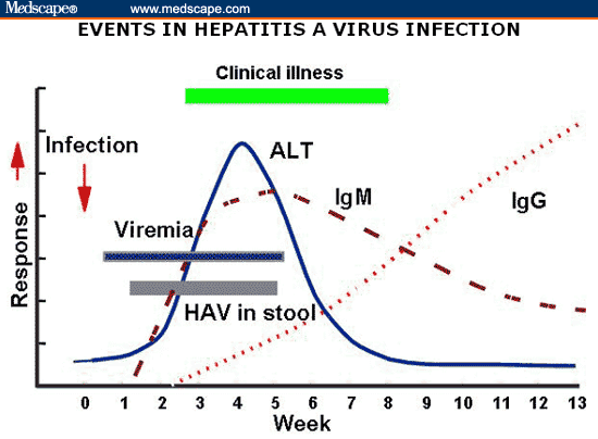 Hepatitis A Virus. Events in hepatitis A virus