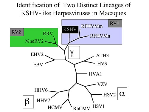 herpesviruses. The herpesvirus tree