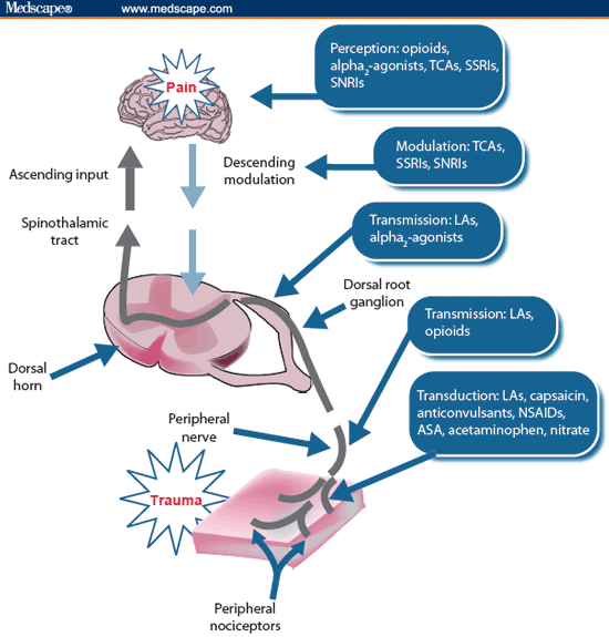 Analgesic Action