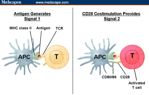 Apc Cells