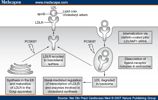 ldl pathway