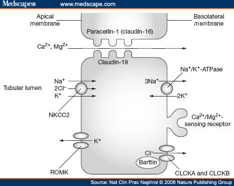 Loop Of Henle. limb of the loop of Henle