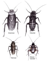 Comparison of common cockroaches. 