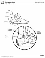 Foot Bone Anatomy: Overview, Tarsal Bones - Gross Anatomy, Metatarsal