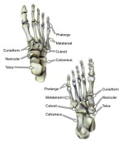 skeleton foot diagram