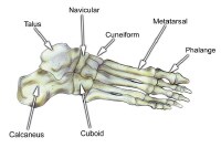 Foot Tarsal Bones