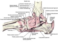 Medial Ankle
