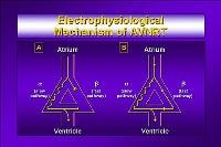 Electrophysiological mechanism of atrioventricular