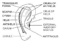 Subunits of the ear. Illustrated by Charles Norma...