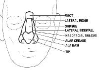 Subunits of the nose. Illustrated by Charles Norm...