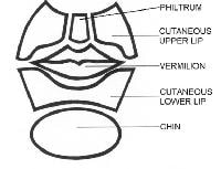 Subunits of the lower part of the face. Illustrat...