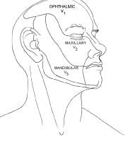 Distribution of cranial nerve V. Illustrated by C...