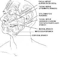 Branches of the facial nerve. Illustrated by Char...