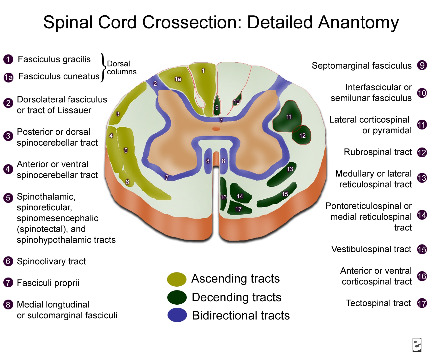 Spinal Cord Cross sectional Anatomy rdiOlogY dE aruN