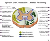 Spinal Cord Topography