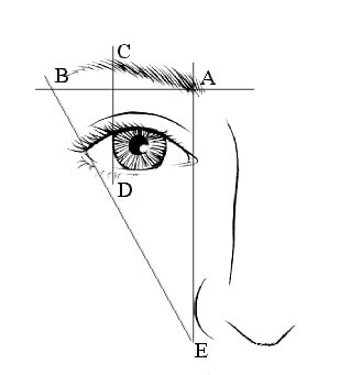 An aesthetic brow. A-B Lateral brow is at or abov...