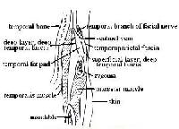 Cross section illustrating anatomy of temporal re...