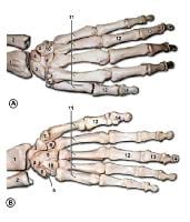 Bones of the left hand. A is the dorsal view, and 