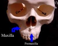 Premaxillary Bone