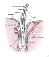 epidermal appendages