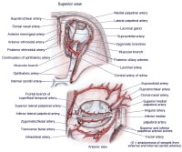 anterior ciliary arteries