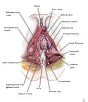 superficial transverse perineal