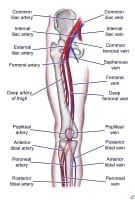 Lower extremity vascular anatomy. 