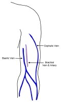 Basilic Vein Anatomy