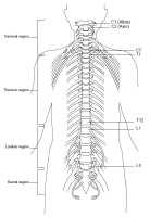Topographic and Functional Anatomy of the Spinal Cord: Gross Anatomy