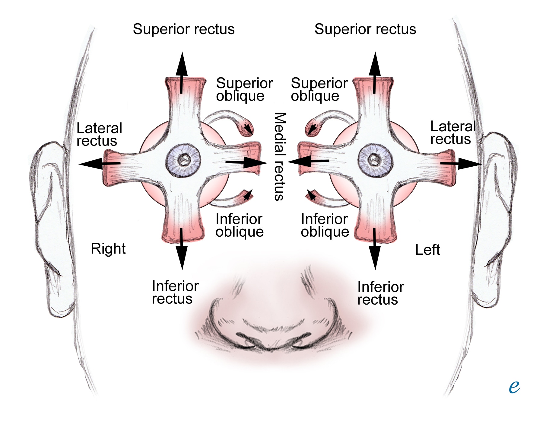 http://img.medscape.com/pi/emed/ckb/clinical_procedures/79926-1412901-1189759-1585114.jpg