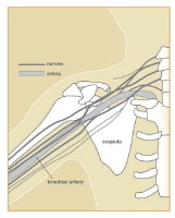 Diagram showing relationships of the brachial plex