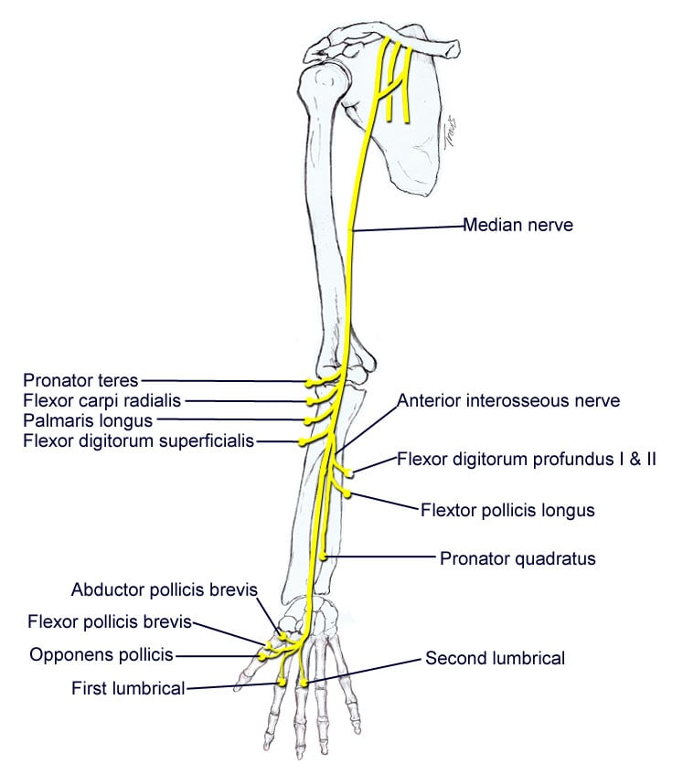 Radial Nerve: January 2015