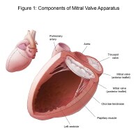 mitral valve apparatus