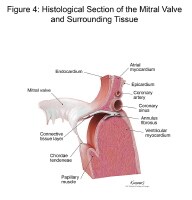 Heart Valve Histology