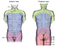 V2 Dermatome