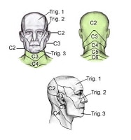 Below, Image 1 depicts and Table 1 describes the head, face, and neck