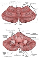 Top and anterior views of cerebellum. 