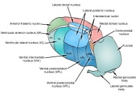 Major nuclei of thalamus. 