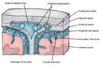 Cross-sectional view of meninges and dural venous 