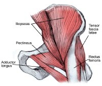 anterior pelvic muscles