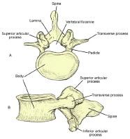 labeled lumbar vertebrae