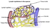 Lymphatic System Anatomy